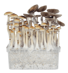 Cordyceps Mushroom Capsules